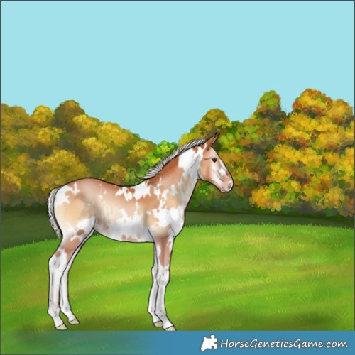 Horse Color:White Spotted Silver Bay Pearl Onyx 