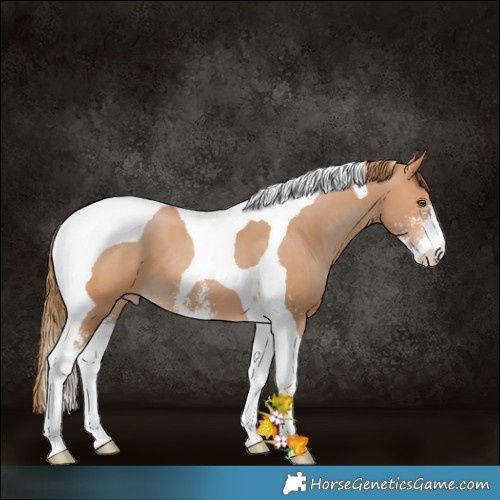 Horse Color:Brown Pearl Sabino Tobiano 
