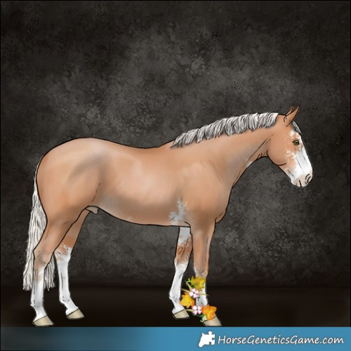 Horse Color:Silver Bay Pearl Sabino 