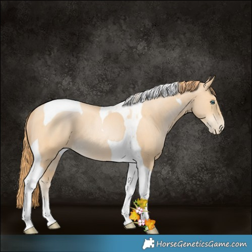 Horse Color:Buckskin Pearl Tobiano 