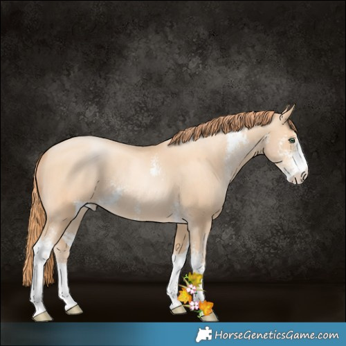 Horse Color:Classic Champagne Pearl Sabino 