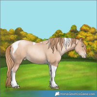 Horse Color:Gold Champagne Pearl Tobiano Rabicano