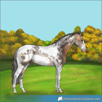 Horse Color:Buckskin Tobiano Frame 
