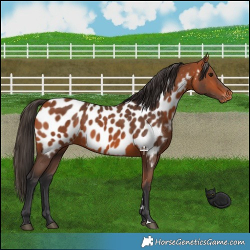 Horse Color:Bay Appaloosa 