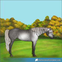 Horse Color:Gray Silver Black 