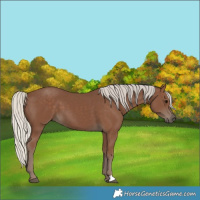 Horse Color:Silver Black