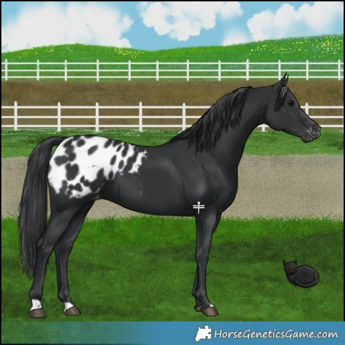 Horse Color:Black Appaloosa 