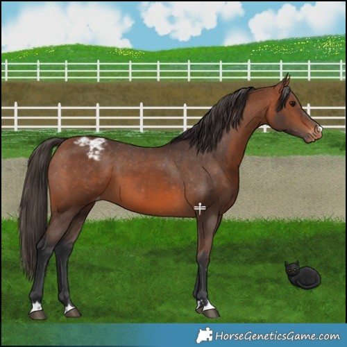 Horse Color:Bay Appaloosa 