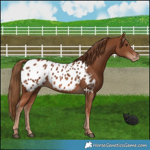 Horse Color:Chestnut Appaloosa 