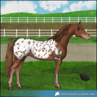 Horse Color:Chestnut Near Leopard