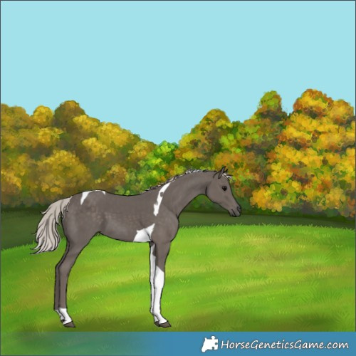 Horse Color:Silver Black Tobiano 