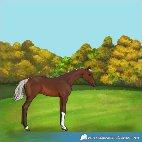 Horse Color:Silver Brown Tobiano 