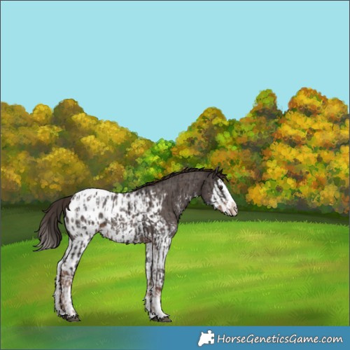 Horse Color:Liver Chestnut Sabino Splash Appaloosa and Liver Chestnut Sabino Splash Appaloosa