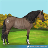Horse Color:Liver Red Dun Rabicano 