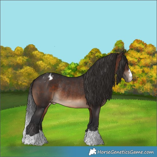 Horse Color:Brown Appaloosa Rabicano 