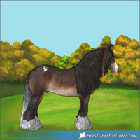 Horse Color:Brown Blanket Rabicano 