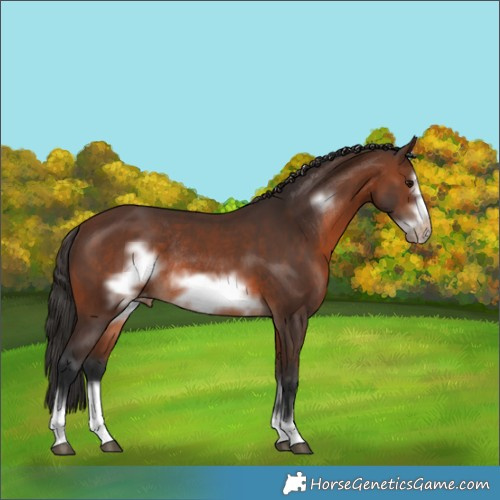 Horse Color:Brown Frame Varnish Rabicano 