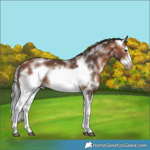 Horse Color:Bay Sabino Splash Frame Varnish Rabicano 