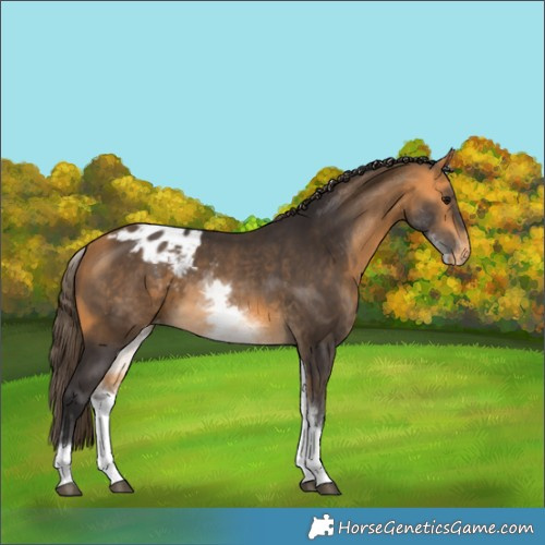 Horse Color:White Spotted Buckskin Appaloosa 