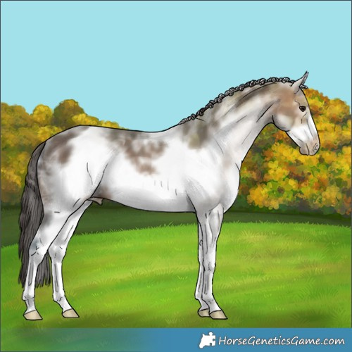 Horse Color:White Spotted Brown Ice Frame Appaloosa 