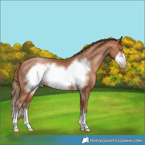 Horse Color:Brown Pearl Frame Appaloosa 