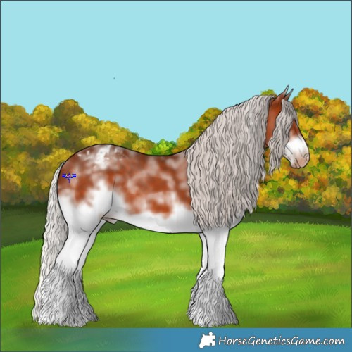 Horse Color:White Spotted Silver Brown Frame Appaloosa Rabicano 