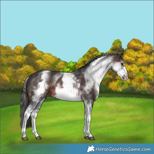 Horse Color:White Spotted Brown Frame Appaloosa Rabicano