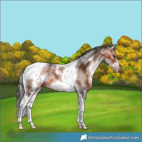 Horse Color:White Spotted Bay Tobiano Frame Appaloosa 