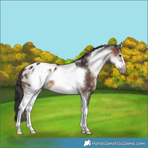 Horse Color:White Spotted Brown Sabino Frame Appaloosa 