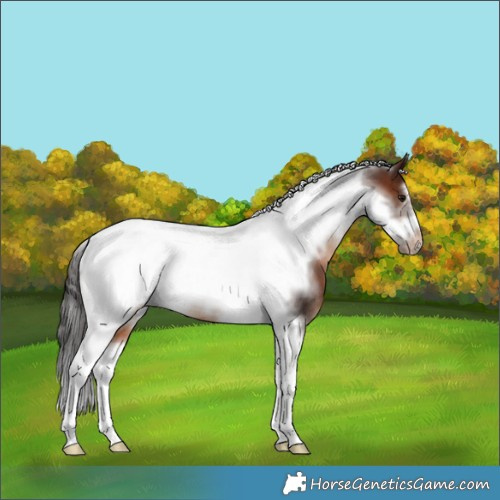 Horse Color:Brown Tobiano Frame Varnish Rabicano 