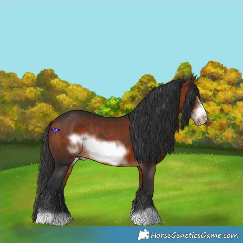 Horse Color:Bay Frame Appaloosa Rabicano 