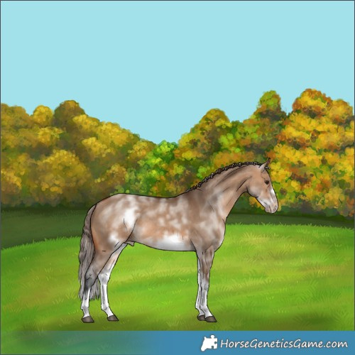 Horse Color:White Spotted Bay Dun Frame Appaloosa 