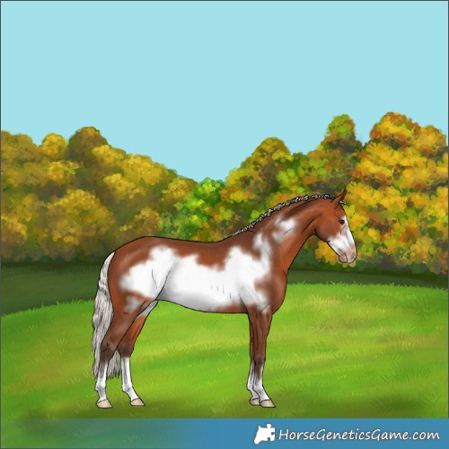 Horse Color:Silver Bay Frame Varnish 