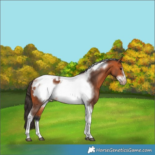Horse Color:Bay Tobiano Frame Blanket Rabicano 