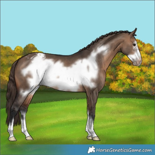 Horse Color:Brown Dun Frame Appaloosa 