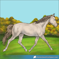 Horse Color:Perlino Dun