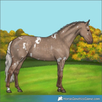 Horse Color:White Spotted Silver Grullo Rabicano