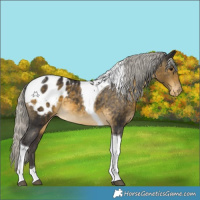 Horse Color:Silver Buckskin Tobiano Blanket 