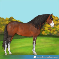 Horse Color:Bay Sabino 