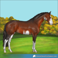 Horse Color:White Spotted Bay 