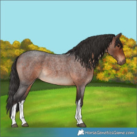 Horse Color:White Spotted Brown Roan 