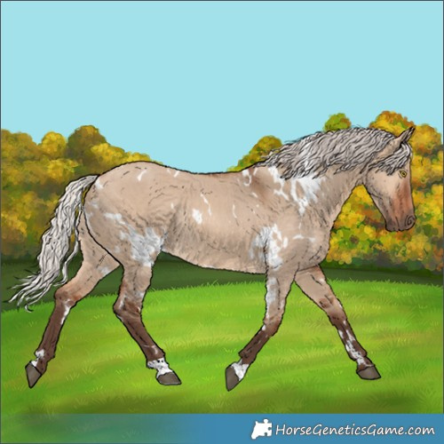 Horse Color:White Spotted Silver Brown Dun Rabicano 