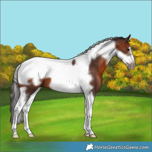 Horse Color:Bay Tobiano Frame 