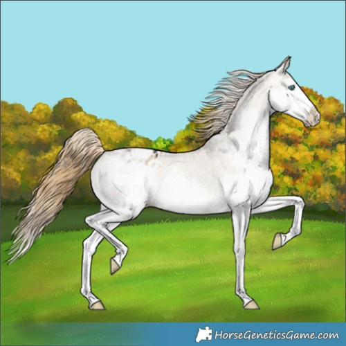 Horse Color:Buckskin Dun Splash Appaloosa 