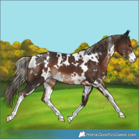 Horse Color:White Spotted Liver Chestnut Sabino 