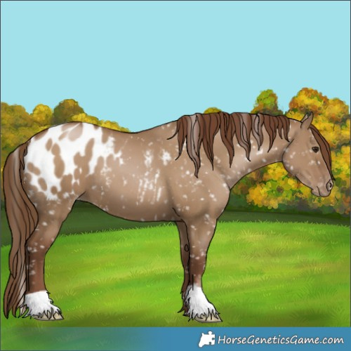 Horse Color:Gray Grullo Pearl Appaloosa 