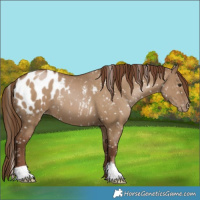 Horse Color:Gray Grullo Pearl Appaloosa 