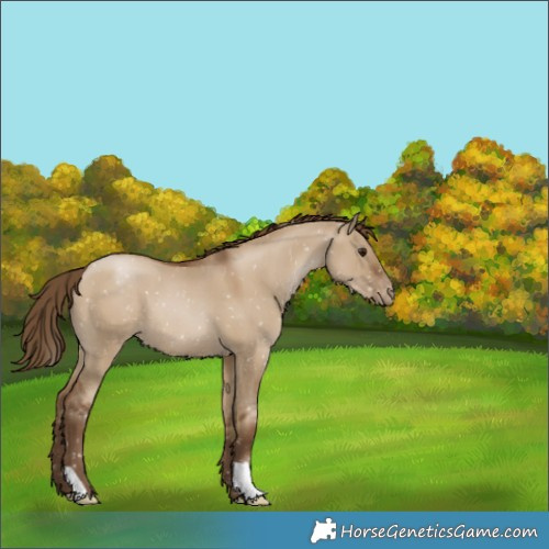 Horse Color:Gray Grullo Pearl Appaloosa