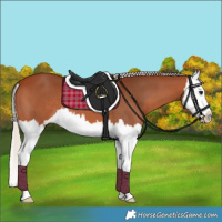 Horse Color:Silver Bay Splash 