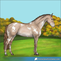 Horse Color:White Spotted Grullo Pearl 